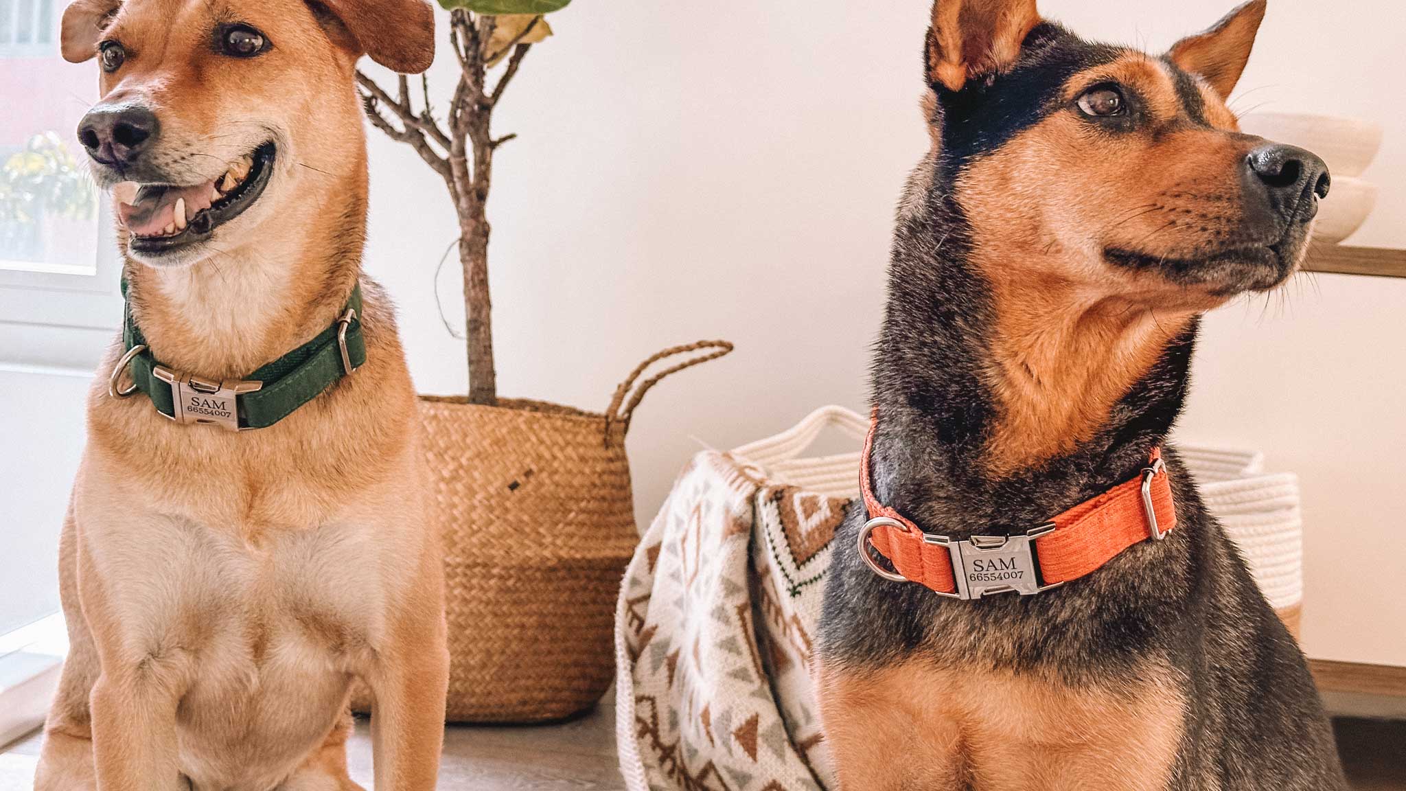 Royal Green AirTag Holder for Dog Collars – Sam and Dot