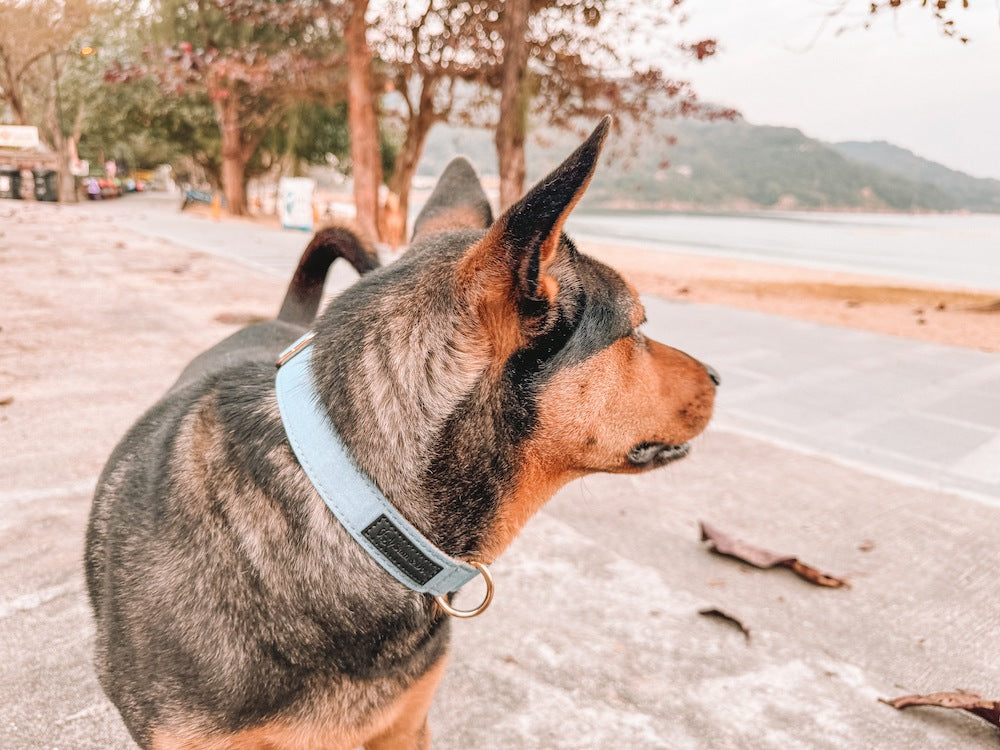 Are Dog Collars Safe Choosing the Right Collar