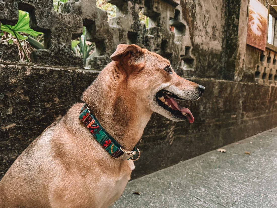 Ensuring Your Dog's Collar Comfort: A Practical Guide