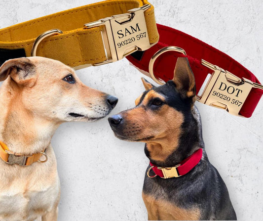 Brighten Up Your Pup's Life with Red and Yellow Dog Collars