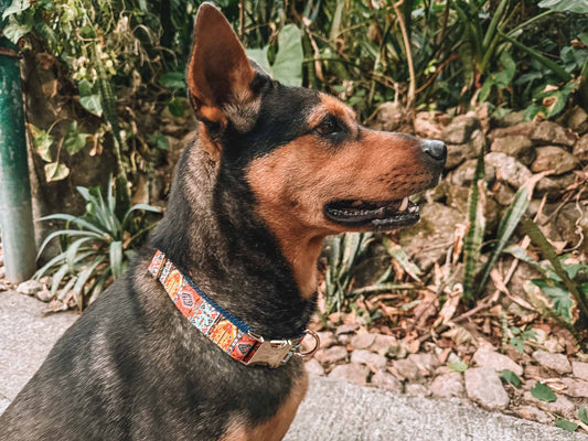 Understanding the Legal Obligations of Dog Collars