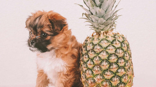 Can Dogs Eat Pineapple? All Your Questions Answered - Sam and Dot
