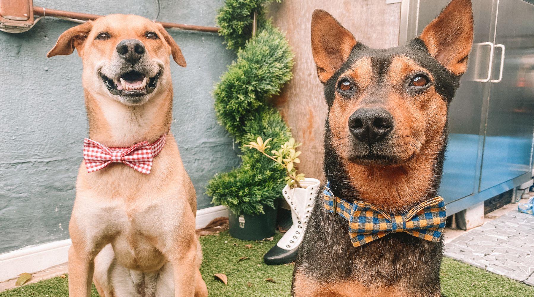 how-to-get-your-dog-to-pose-perfectly-for-photo-holiday-cards-sam-and-dot