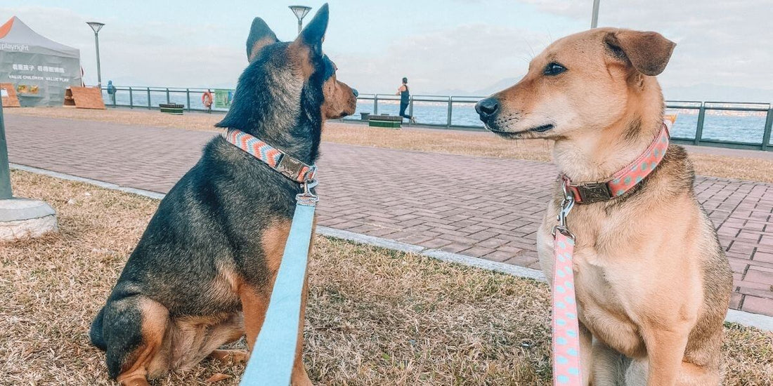The 7 Best Dog Park in Hong Kong: A Ranking and Review (2022) - Sam and Dot