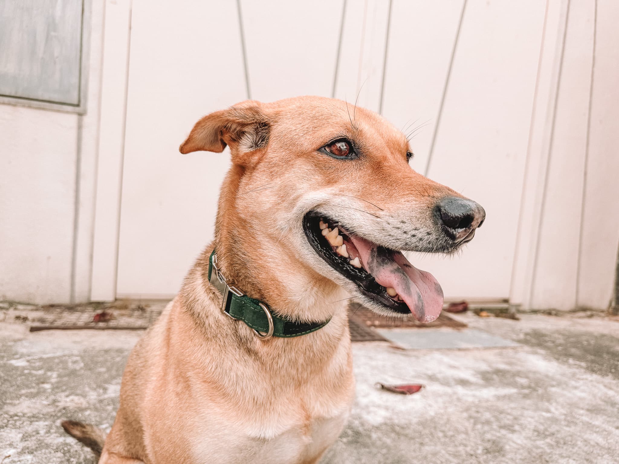 Saint Patrick's Day Dog Collar Collection
