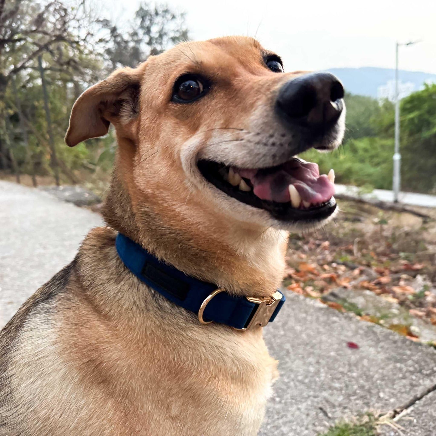 Blue Velvet Engraved Dog Collar - Sam and Dot