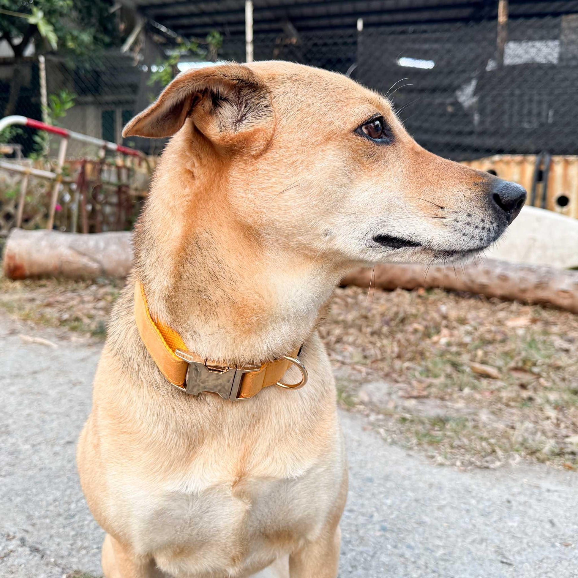 Bright Yellow Engraved Dog Collar - Sam and Dot