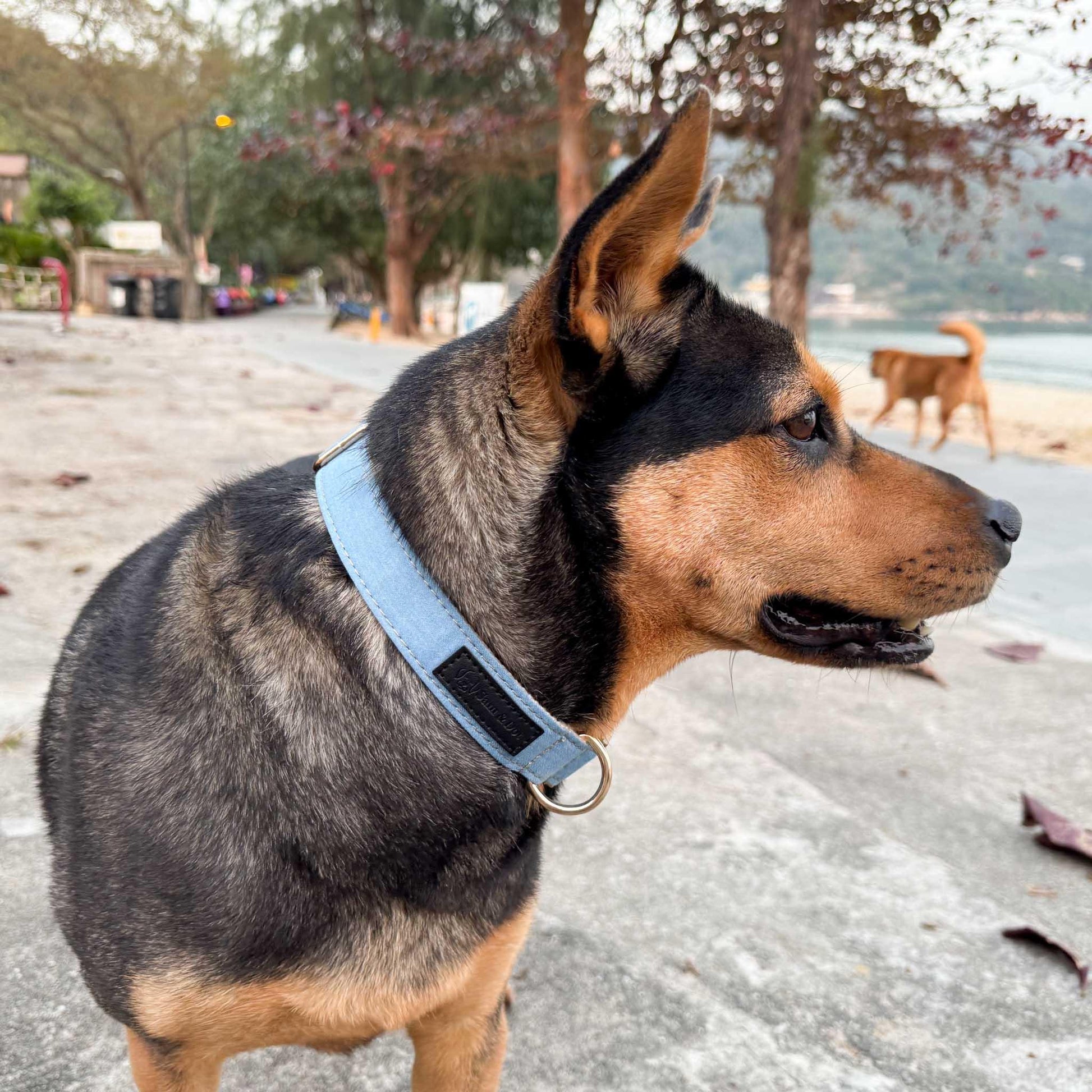 Double Denim Engraved Dog Collar - Sam and Dot