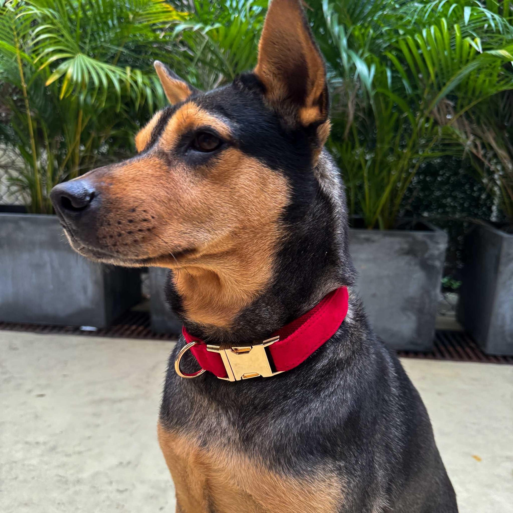 Fire Engine Red Engraved Dog Collar - Sam and Dot