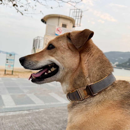 Gray (and Yellow) Engraved Dog Collar - Sam and Dot