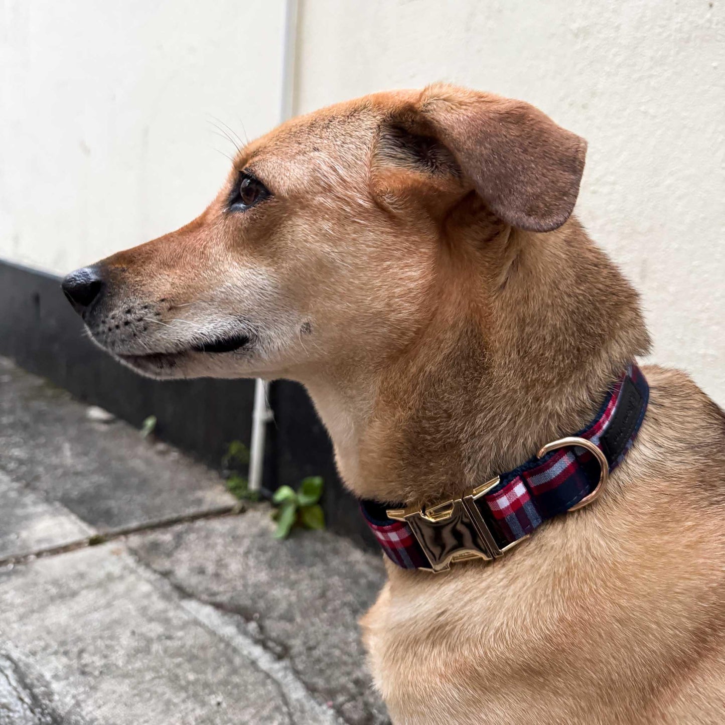 Great Scot Engraved Dog Collar - Sam and Dot