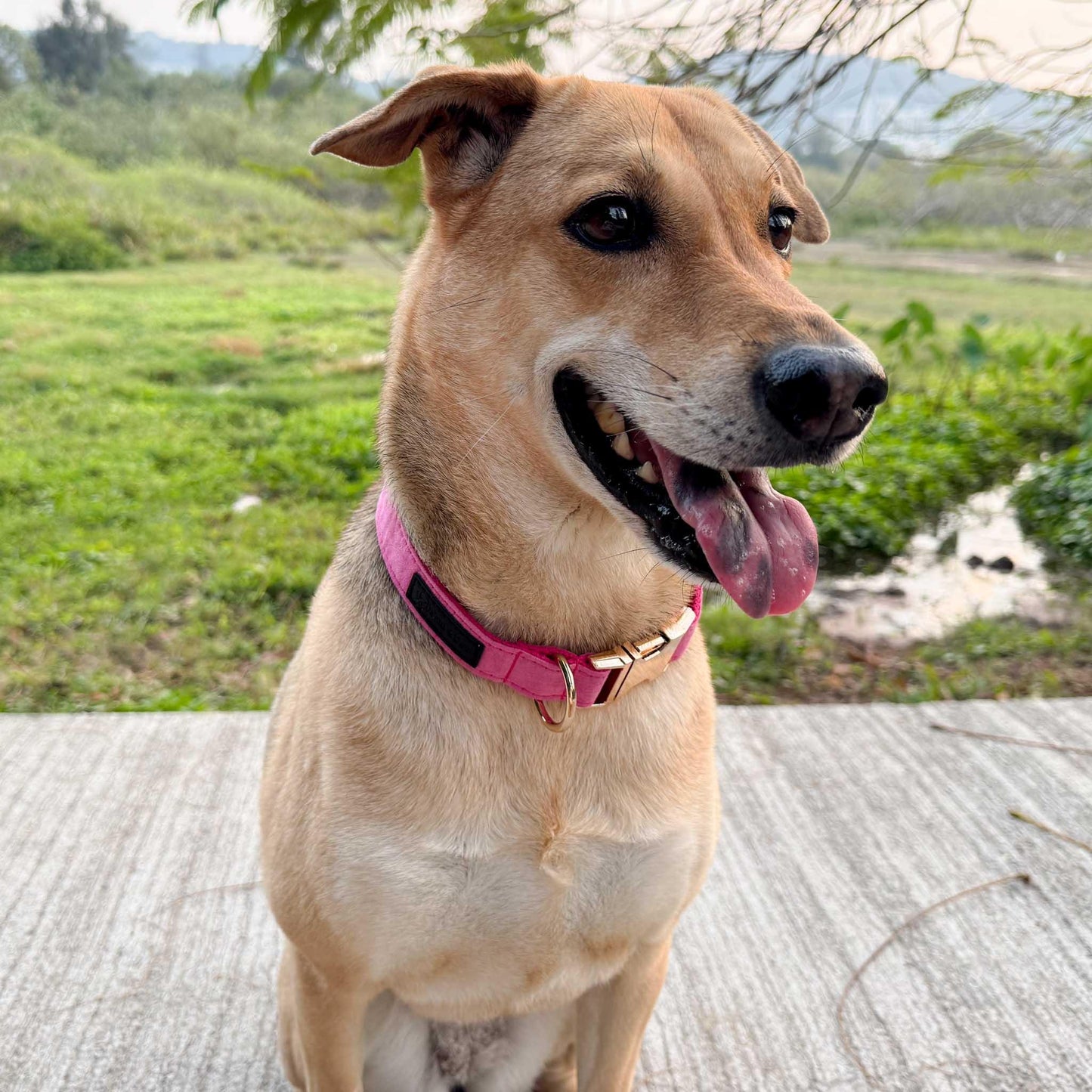 Hot Pink Engraved Dog Collar - Sam and Dot