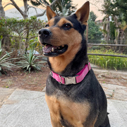 Hot Pink Engraved Dog Collar - Sam and Dot