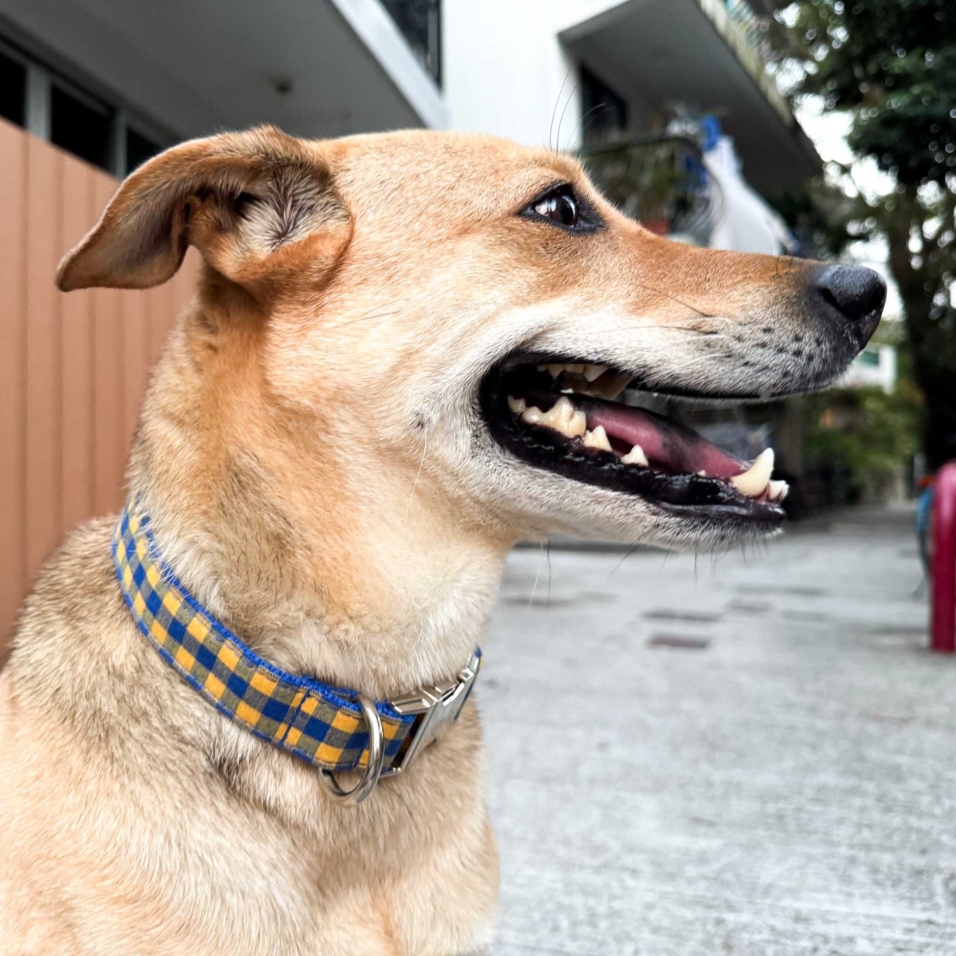 Hundarna Engraved Dog Collar - Sam and Dot