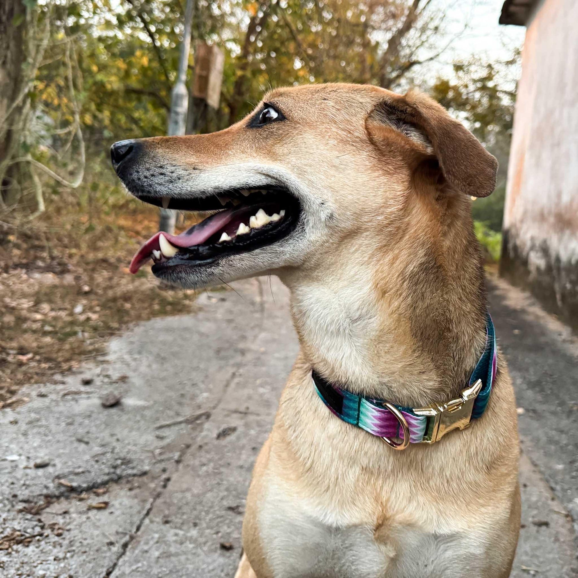 Pink & Green Engraved Dog Collar - Sam and Dot