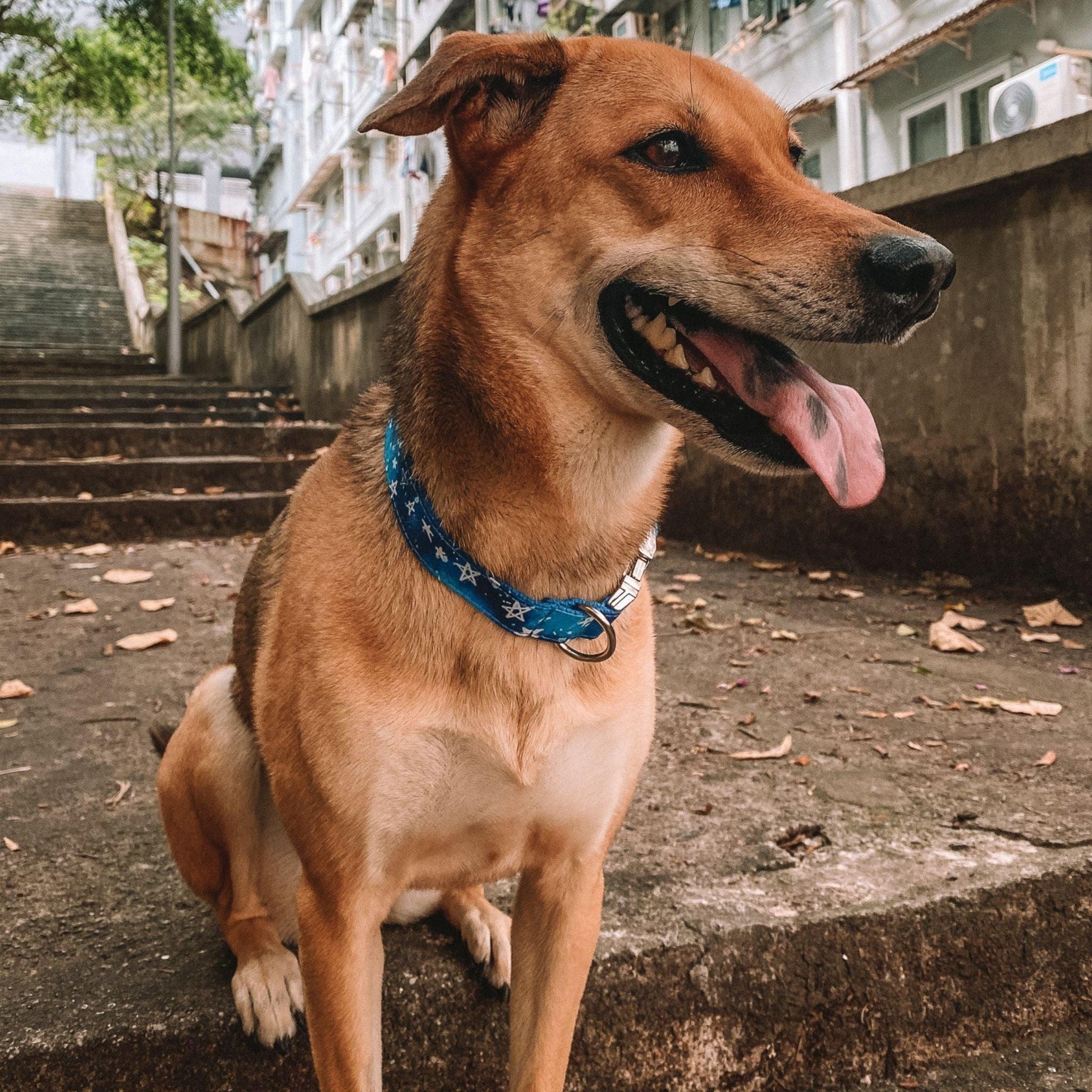 Blue Stars Engraved Dog Collar - Sam and Dot