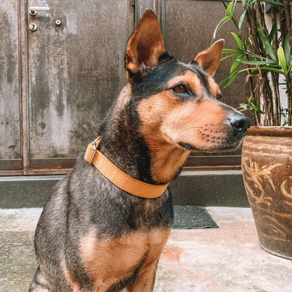 Bright Yellow Engraved Dog Collar - Sam and Dot