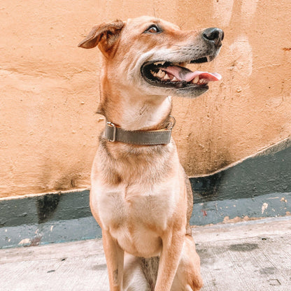 Gray (and Yellow) Engraved Dog Collar - Sam and Dot