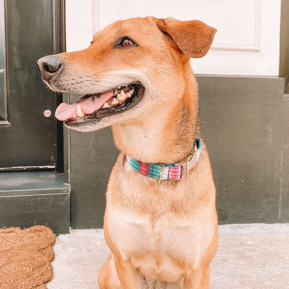 Pink & Green Engraved Dog Collar - Sam and Dot