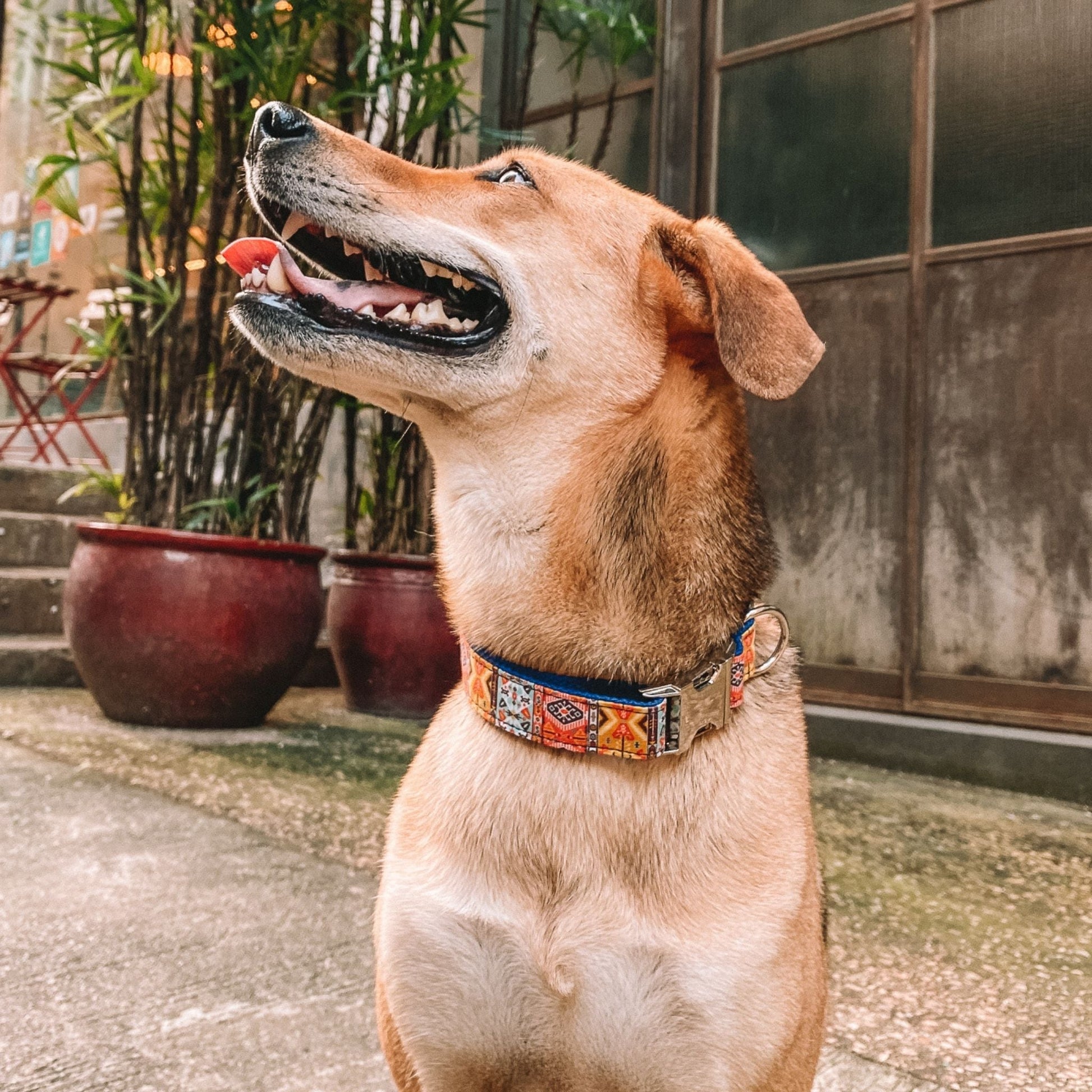 Bohemian Engraved Dog Collar - Sam and Dot