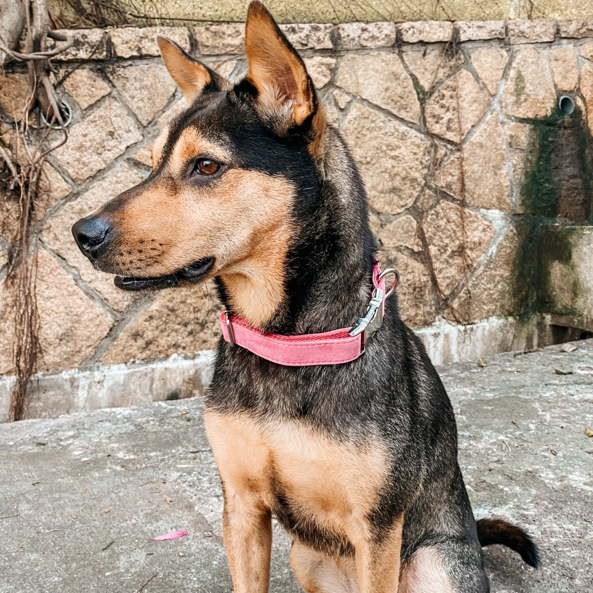 Hot Pink Engraved Dog Collar - Sam and Dot