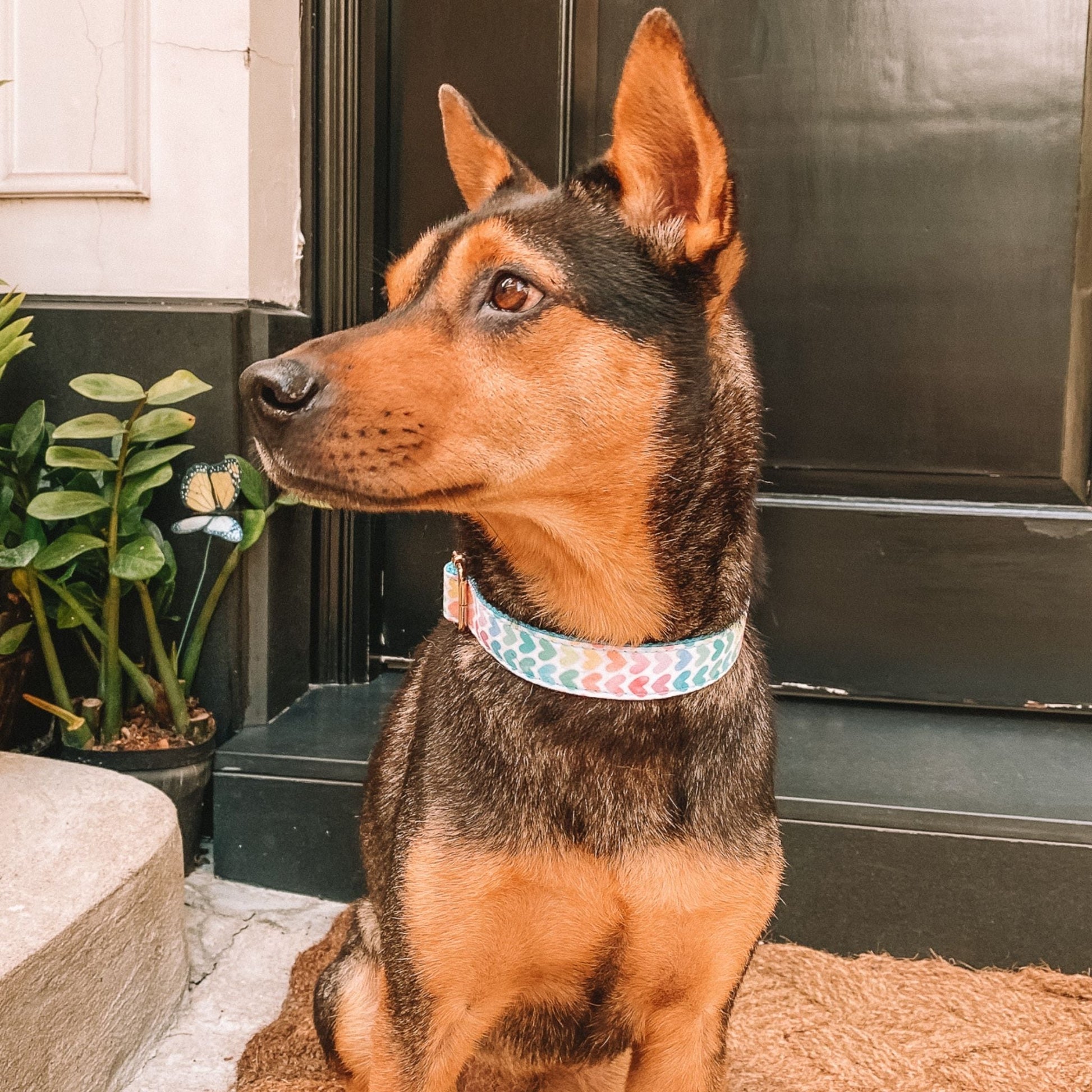 Rainbow Hearts Engraved Dog Collar - Sam and Dot